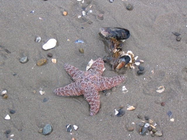 Starfish on Oregon Coast